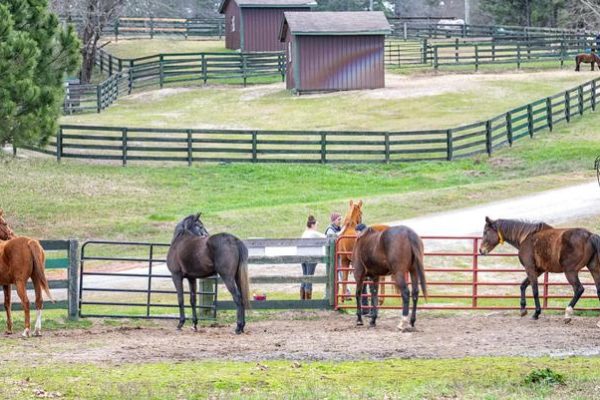 EQUINE tour