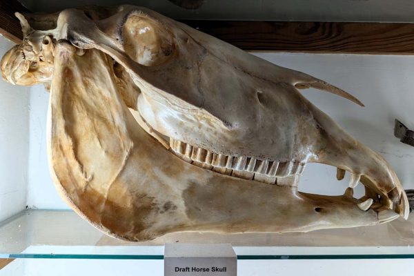 Horse Skull